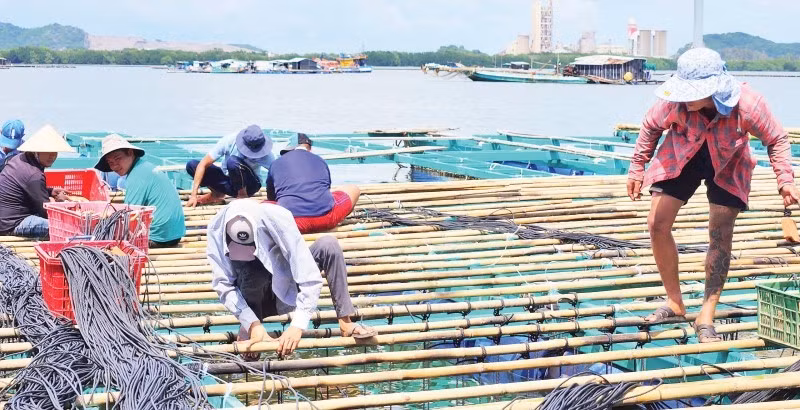 Nông dân huyện Kiên Lương làm bè, dây nuôi vẹm xanh gần bờ.