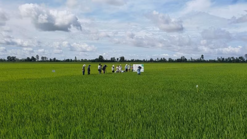 Mô hình canh lúa chất lượng cao và giảm phát thải tại tỉnh An Giang. Ảnh Ánh Nguyệt.