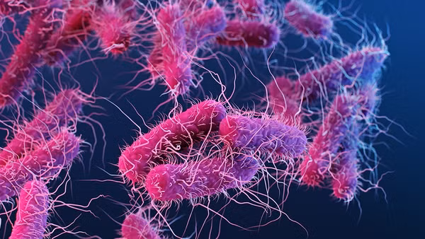 Vi khuẩn đường ruột Enterobacterales. (Ảnh: CDC)