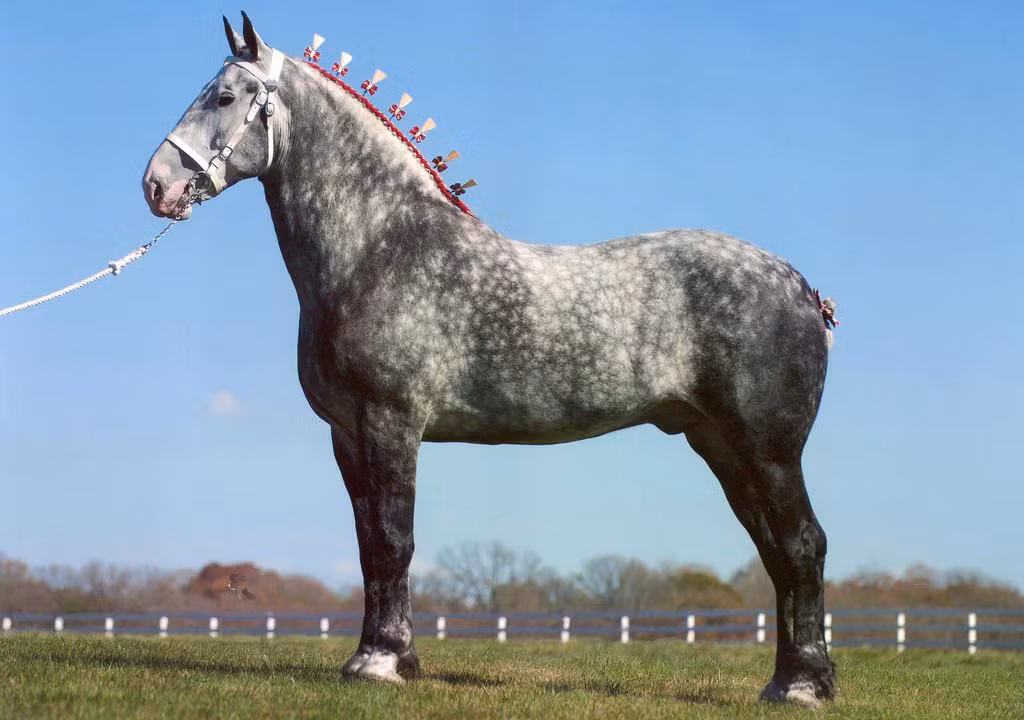 skip-s-challenger-c-percheron-horse-association-web-1024x1024.jpg