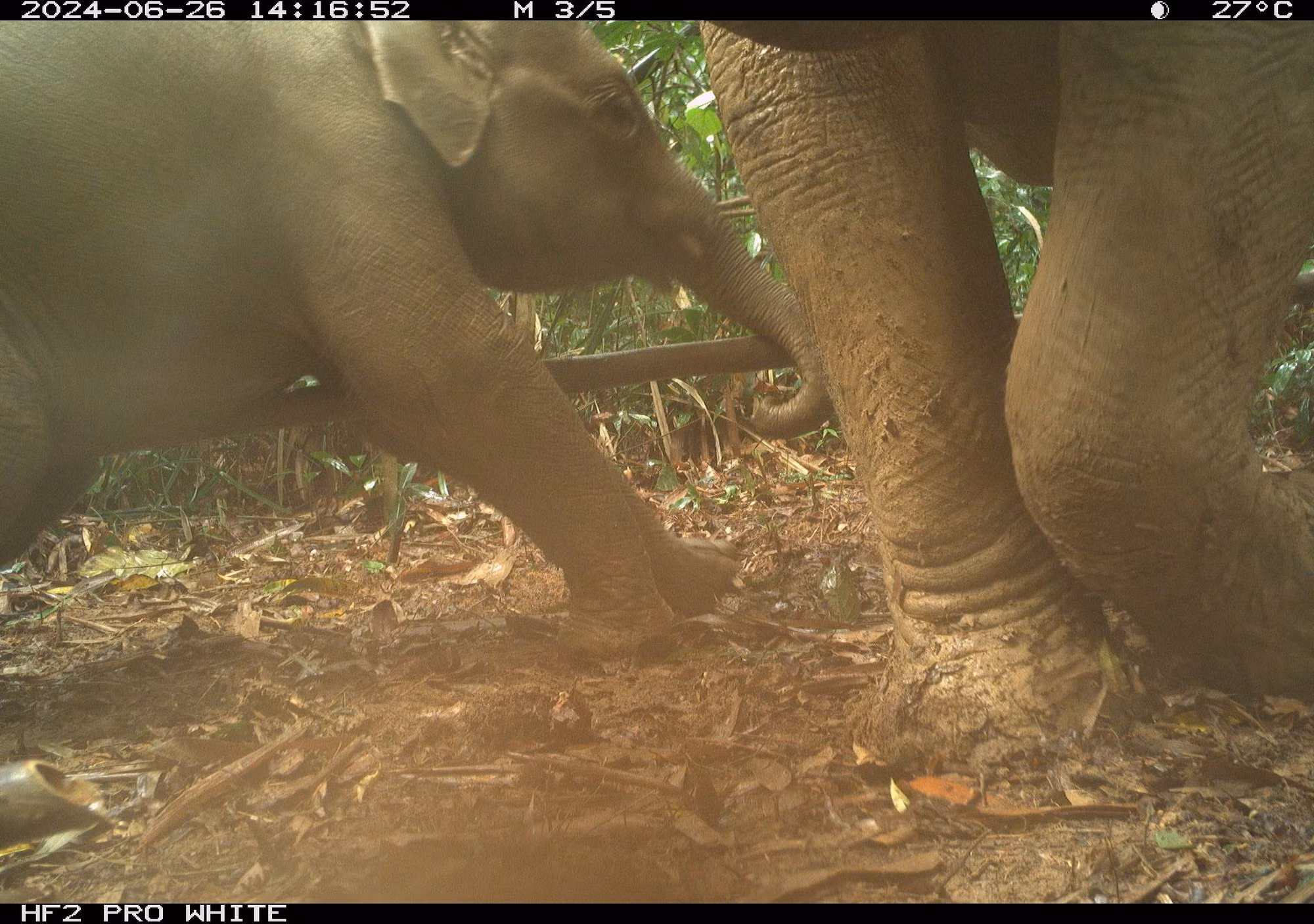 asian-elephant-voi-chau-a.jpg