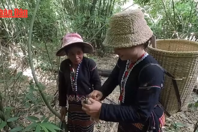 [Video] Sản xuất măng rừng khô chất lượng cao bằng công nghệ sấy bơm nhiệt