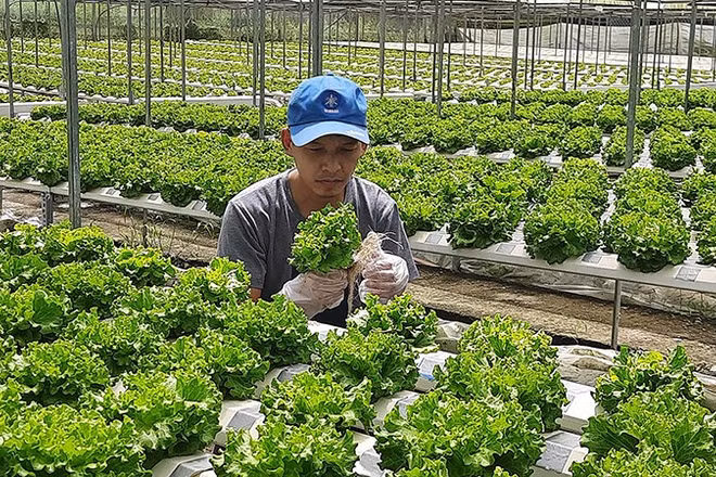 Sản xuất rau an toàn theo hướng công nghệ cao.