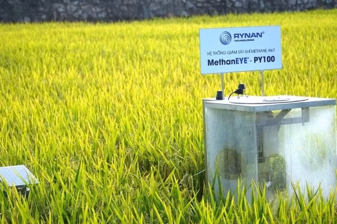 Quy trình MRV gồm 6 bước: Chuẩn bị, đăng ký, thiết lập đường cơ sở, đo đạc, báo cáo, thẩm định.