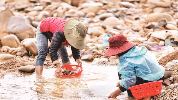 Người dân xã Đakrông tự phát đào, đãi vàng sa khoáng theo phương pháp thủ công trên sông Đakrông.