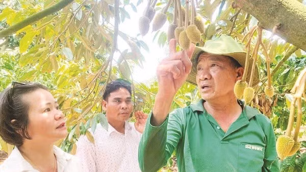 Ông Nguyễn Thanh Tuấn (bên phải) giới thiệu cách chăm sóc cây sầu riêng Monthong.