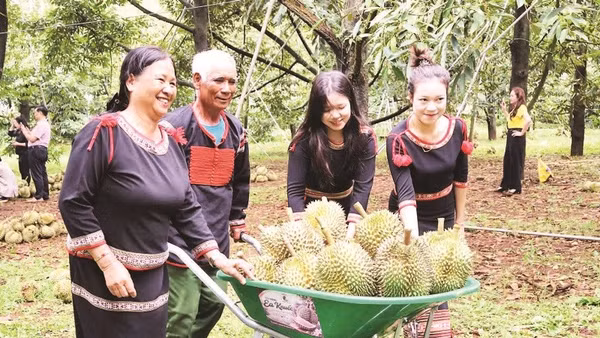 Người dân Đắk Lắk chuyển sầu riêng vừa thu hái tại vườn.