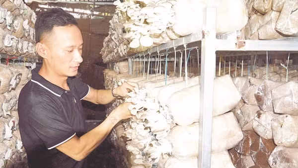 Anh Hồ Ngọc Hoàn kiểm tra nấm bào ngư xám tại cơ sở sản xuất.