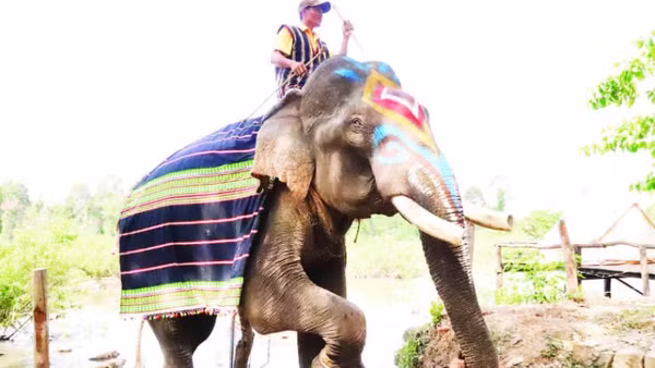 Buôn Đôn, vùng đất nổi tiếng về nghề săn bắt và thuần dưỡng voi rừng một thời.