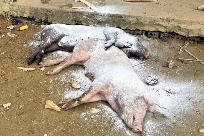Các điểm phát hiện lợn mắc bệnh dịch tả lợn châu Phi cần phải được theo dõi tiêu hủy lợn bệnh một cách nghiêm ngặt: (Ảnh: Báo Nhân Dân)