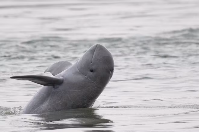 Cá heo sông Mekong tại Campuchia. (Ảnh: WWF)