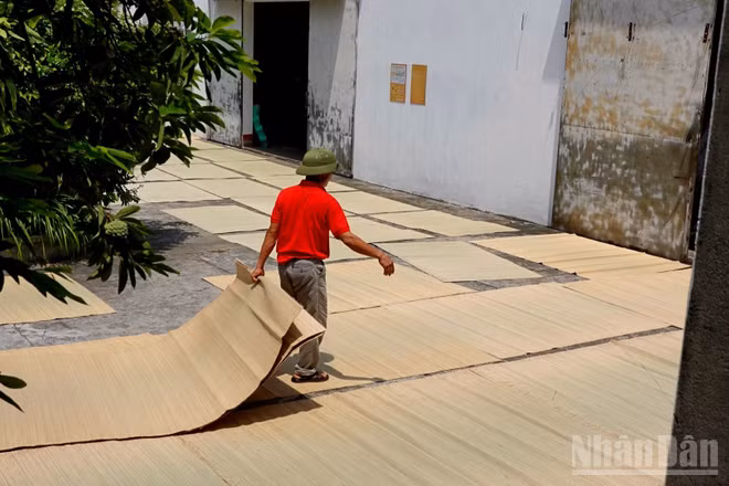 Chiếu cói Vũ Hạ và khát vọng vươn xa