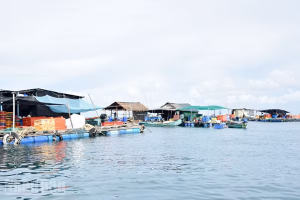 Nuôi cá trong lồng bè ở Thổ Châu. (Ảnh: QUỐC TRINH)