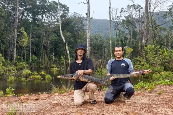 Người dân tái thả kỳ đà hoa nặng 20kg, dài 2m về rừng tự nhiên ở Phú Quốc. (Ảnh: CTV)