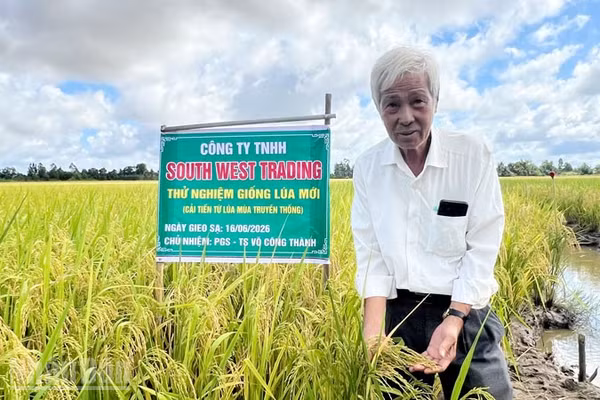 Phó Giáo sư, Tiến sĩ Võ Công Thành bên giống lúa mới. (Ảnh: QUỐC TRINH)
