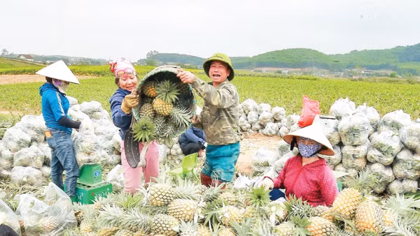 Những năm qua, người dân trồng dứa ở Nghệ An phấn khởi khi dứa được mùa được giá.
