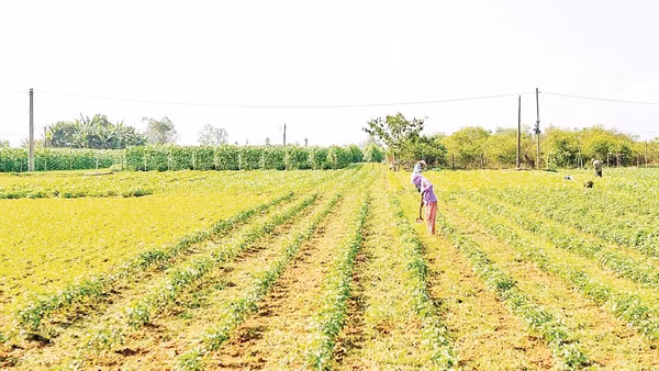 Vùng chuyên canh rau Bàu Tròn (xã Đại Lộc) hồi sinh sau lũ.