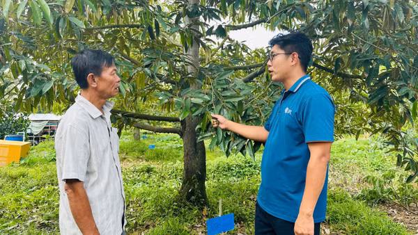Vườn sầu riêng sử dụng thuốc bảo vệ thực vật an toàn, hiệu quả tại xã Hậu Mỹ, tỉnh Đồng Tháp. (Ảnh: ANH THƯ)