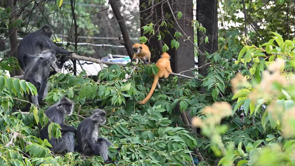 Đàn voọc non quanh khu vực Chùa Hang. (Ảnh: HUỲNH PHÚC HẬU)