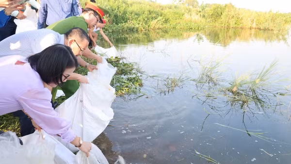 Thả cá giống góp phần tái tạo nguồn lợi thủy sản trên sông Trà Khúc. (Ảnh: KIM HUYỀN)