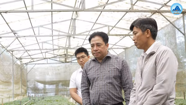 Phó Bí thư Thường trực Thành ủy Đà Nẵng Nguyễn Khắc Toàn tham quan vườn ươm sâm giống tại Trạm Dược liệu Trà Linh. (Ảnh: BẢO TRÂN)