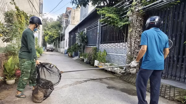 Bắt chó thả rông tại phường Đông Hòa, Thành phố Hồ Chí Minh. (Ảnh: LÊ ĐÌNH THÌN)