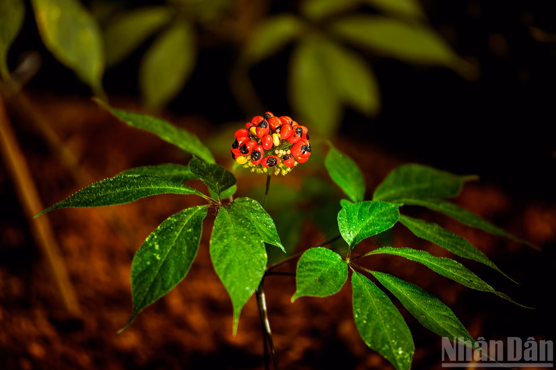 ndo_br_4-dag-5567.jpg