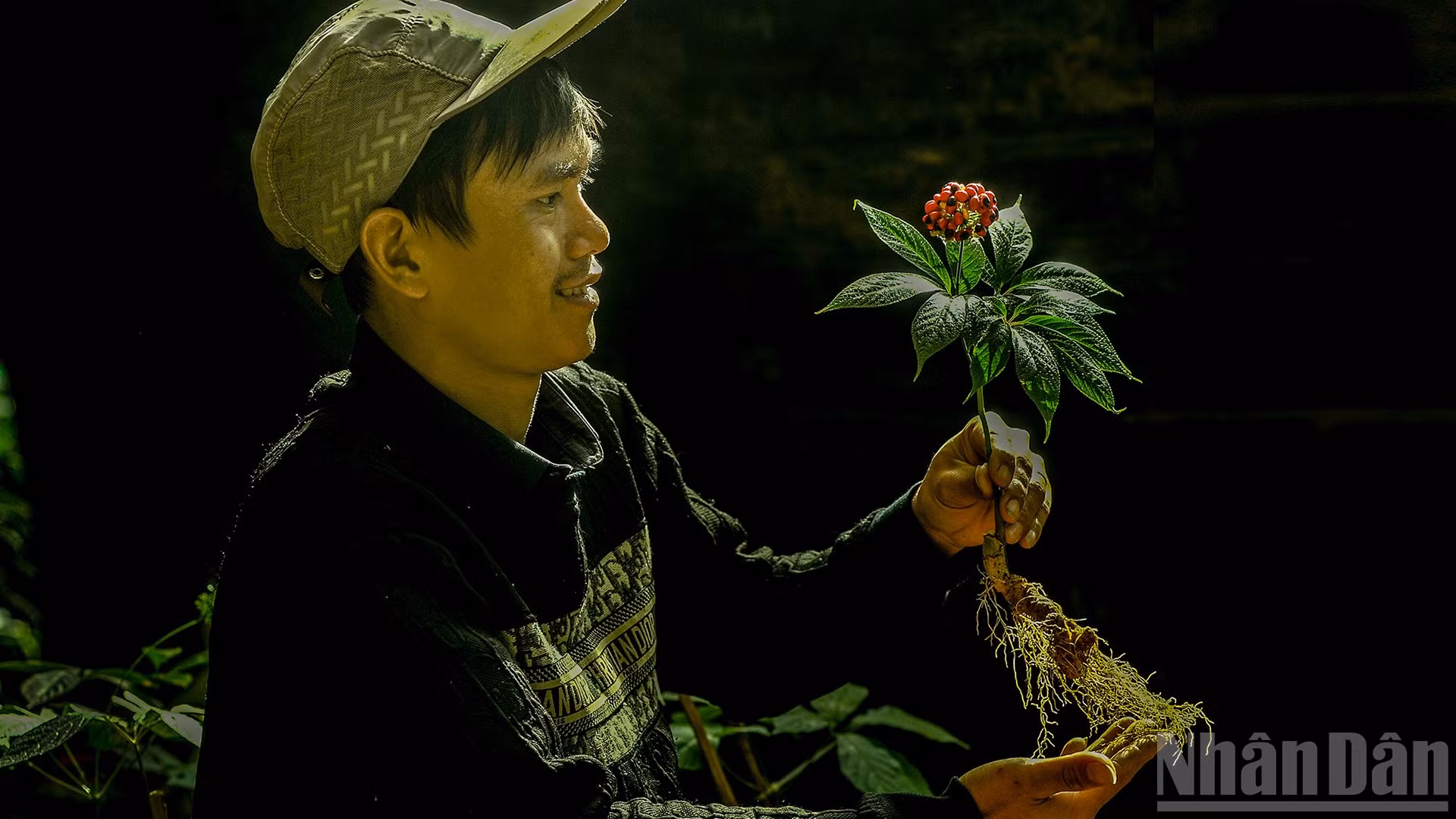 Nâng niu hạt giống sâm Việt.