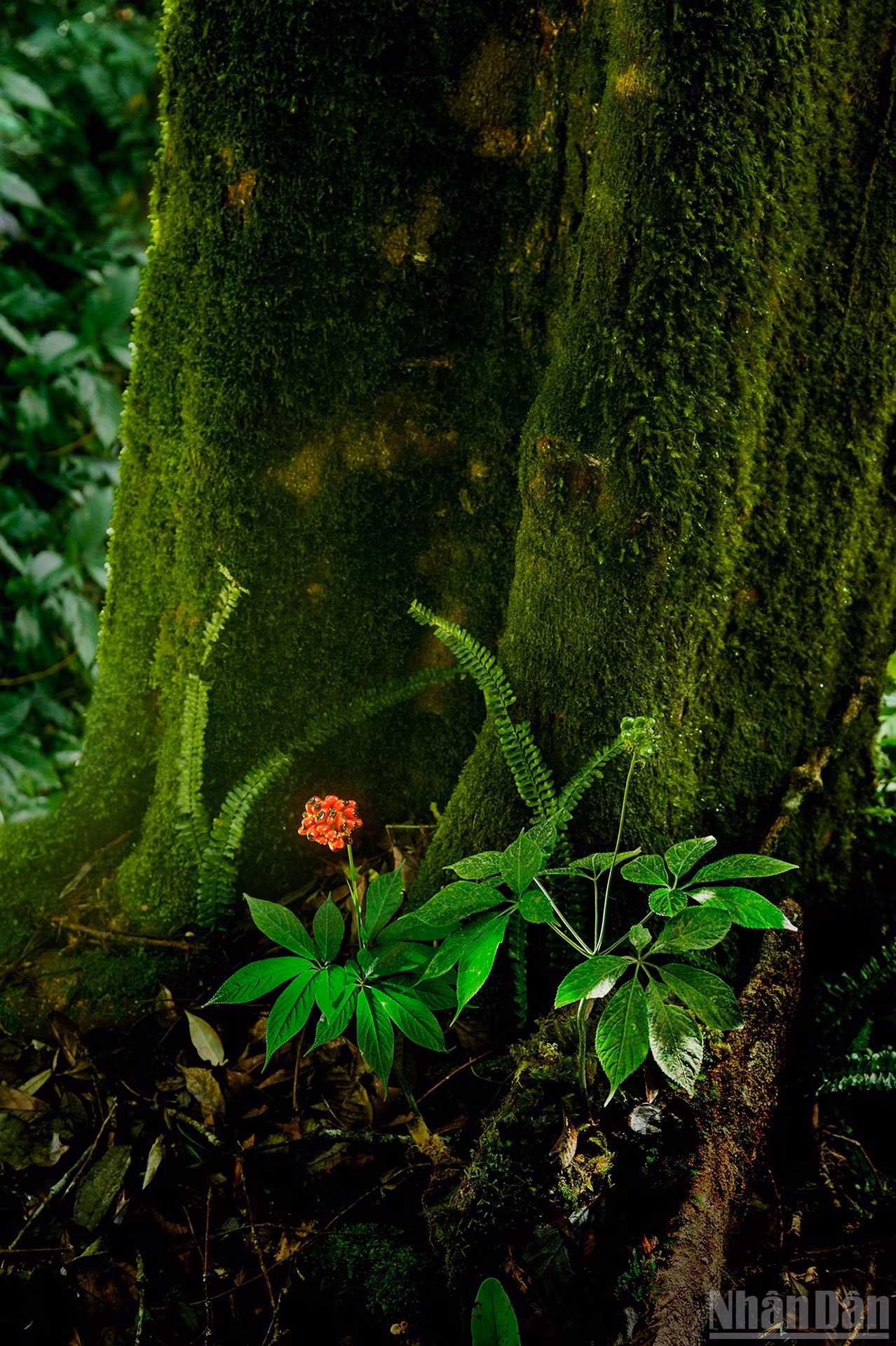 ndo_br_1-dag-5710.jpg