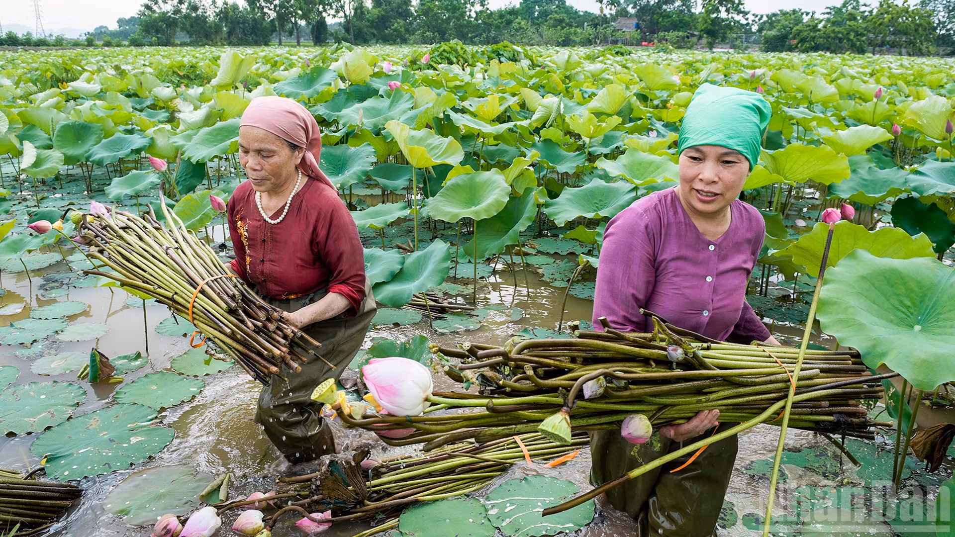 Cánh đồng sen - nguyên liệu để sản xuất tơ sen, đã nâng cao hiệu quả kinh tế canh tác của nông dân.