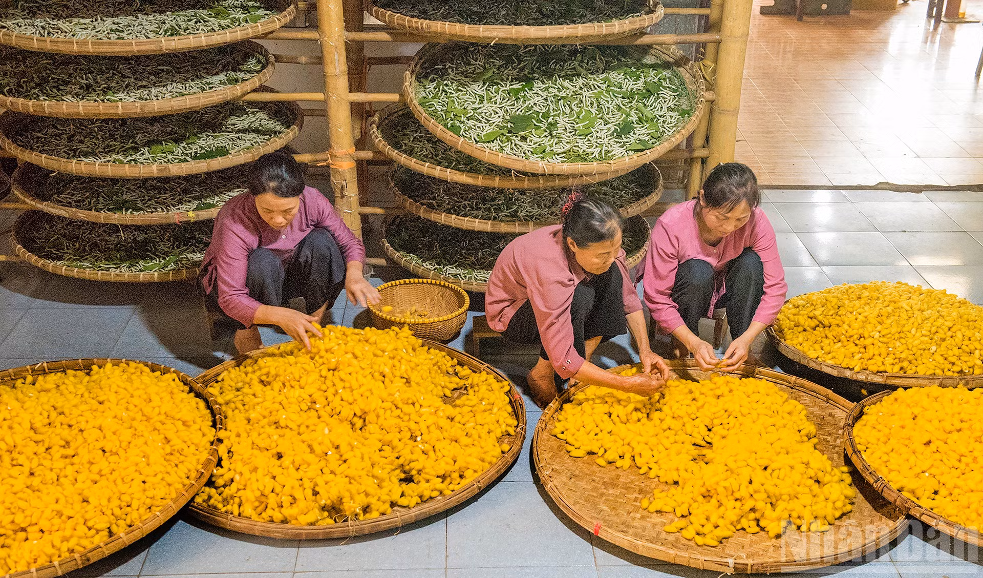ndo_br_5-thuy-chung-voi-nghe-truyen-thong-nuoi-tam-uom-to-det-lua.jpg