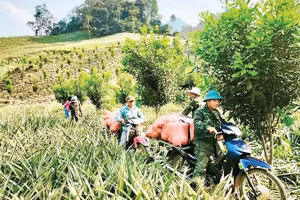 Vào mùa thu hoạch dứa, trên các cánh đồng ở xã Pú Nhung luôn tấp nập người, xe hối hả.