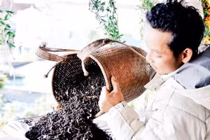Quả lylu được anh Ha Phát hái về từ rừng và chế biến thành muối đặc sản.