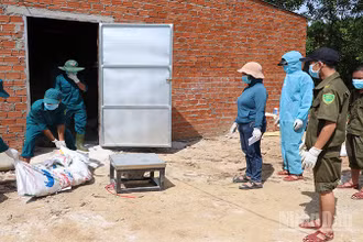 Các lực lượng ở xã Sơn Cẩm Hà giúp dân tiêu hủy lợn bị bệnh dịch tả lợn châu Phi.
