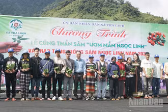 Chính quyền xã Trà Linh trao tặng sâm giống cho hộ nghèo.