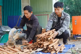 Quế Trà My tạo nguồn thu nhập chính của đồng bào dân tộc thiểu số ở các huyện miền núi phía tây tỉnh Quảng Nam.