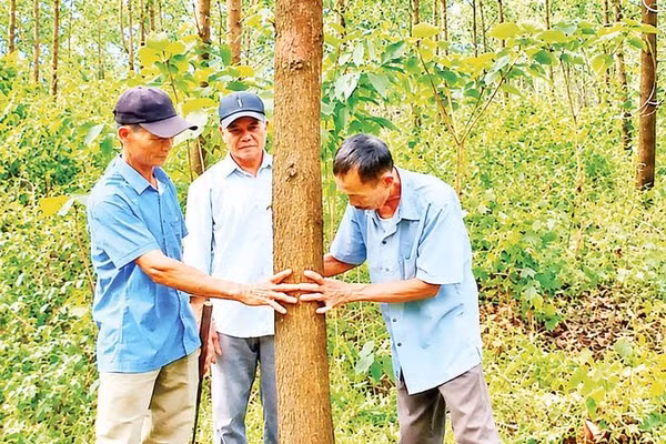 Người dân thôn An Tuyền, xã Hiếu Giang kiểm tra đường kính thân của cây rừng trồng theo mô hình gỗ lớn.