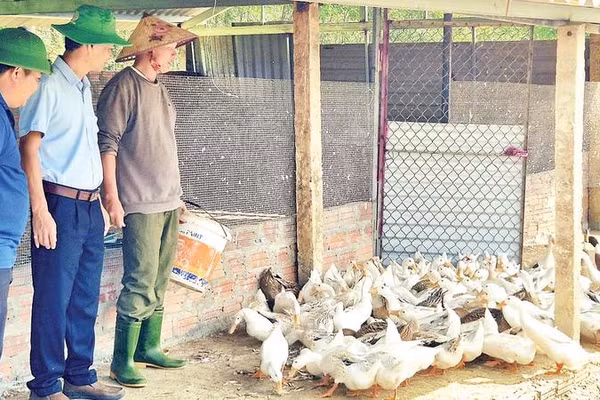 Đàn vịt được anh Phan Ngọc Trung nuôi bằng phương pháp đệm lót sinh học, bảo đảm vệ sinh môi trường và an toàn dịch bệnh.