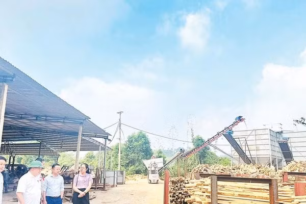 Lãnh đạo xã Nghĩa Tá kiểm tra tình hình chế biến lâm sản trên địa bàn (Ảnh THU BÌNH)