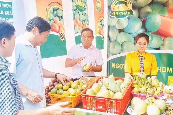 Sản phẩm xoài Yên Châu đã được Cục Sở hữu trí tuệ cấp Giấy chứng nhận đăng ký chỉ dẫn địa lý từ năm 2012.