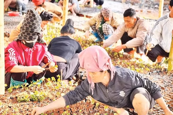 Nhân dân xã Chiềng Sinh chủ động ươm cây cà-phê giống để chuẩn bị cho vụ trồng mới.