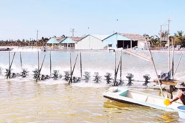 Nông dân phường Khánh Hòa ứng dụng mô hình nuôi tôm công nghệ cao.