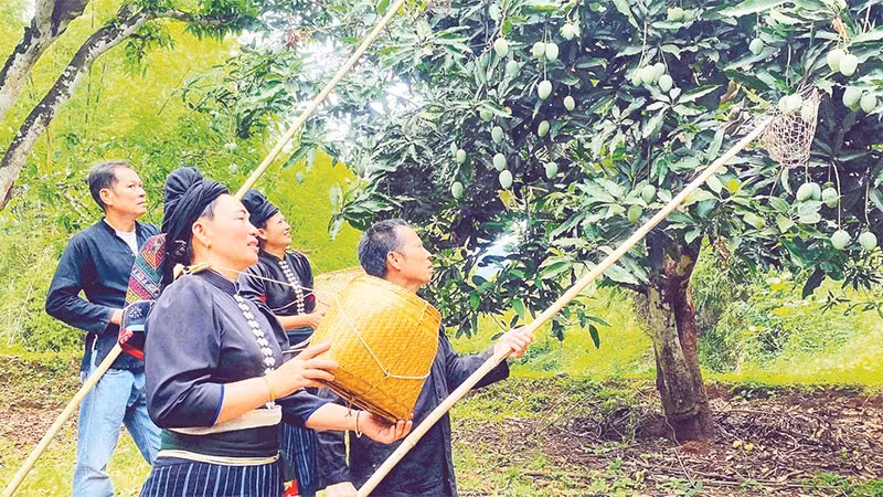 Trải nghiệm trực tiếp hái xoài.