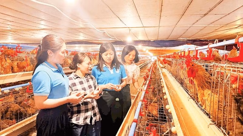 Hội Liên hiệp Phụ nữ thành phố Bắc Ninh thăm mô hình nuôi gà đẻ kết hợp lò ấp trứng của chị Bùi Thị Mai, xã Đại Lai, thành phố Bắc Ninh.