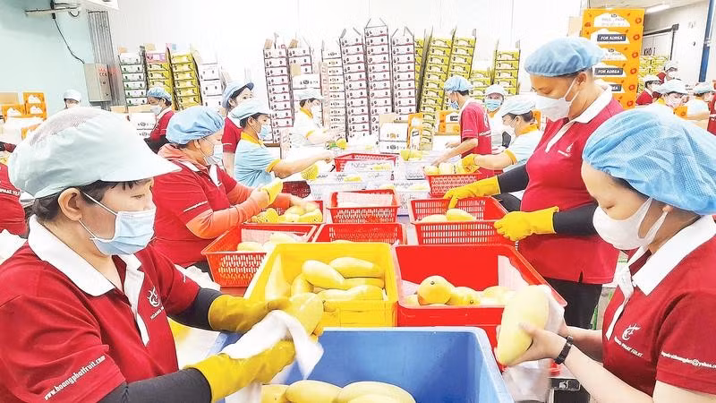 Xuất khẩu nông sản của tỉnh Tây Ninh đang chuyển biến tích cực trong 9 tháng của năm 2026.