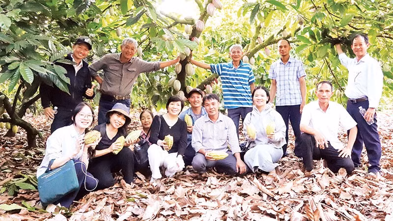 Các hộ nông dân và đại diện các hợp tác xã tham quan học tập mô hình canh tác ca-cao bền vững gắn liền với tăng trưởng xanh và giảm phát thải trên địa bàn xã Ea Knốp, tỉnh Đắk Lắk.