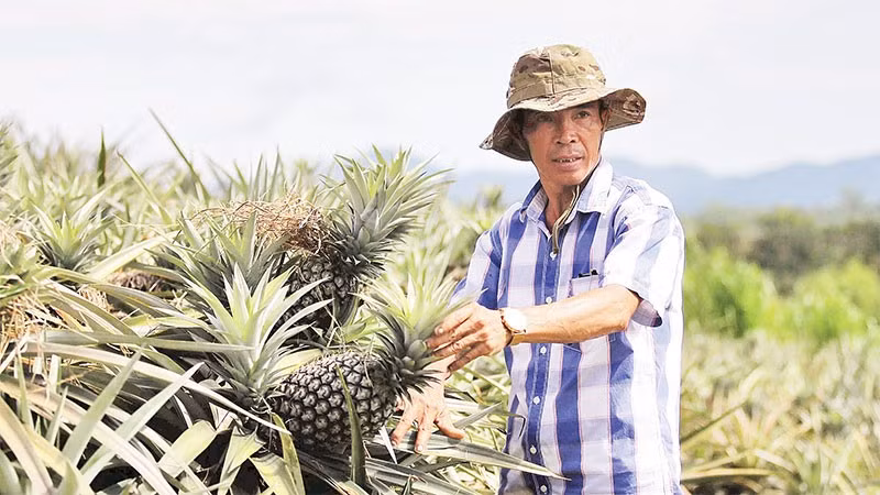Ông Lê Ngọc Lâm ở thôn 6, xã Thượng Đức là một trong những nông dân tiên phong thực hiện mô hình trồng dứa liên kết tại Hà Tĩnh.