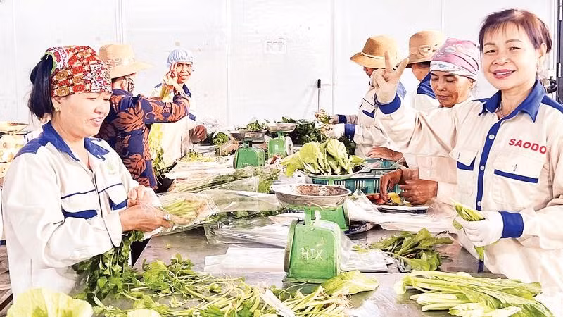 Hợp tác xã Rau an toàn Tứ Xã ứng dụng công nghệ vào sản xuất đã mang lại nguồn thu ổn định cho người dân.