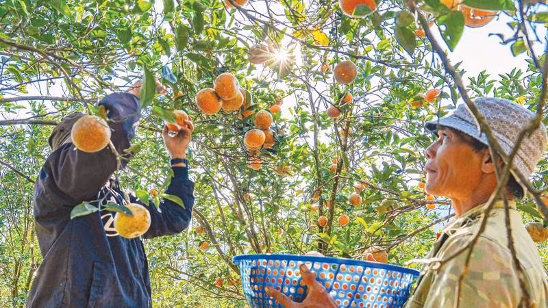 Mô hình du lịch sinh thái gắn phát triển nông nghiệp mang lại triển vọng lớn cho người dân vùng cao.