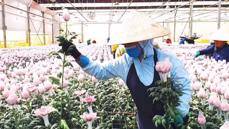 Hoa Đà Lạt đã có mặt tại hơn 23 quốc gia, trong đó có những thị trường yêu cầu cao như Nhật Bản, Australia và châu Âu.